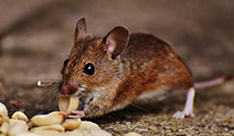 24 Hour & Emergency Exterminators in Mt Gretna, PA